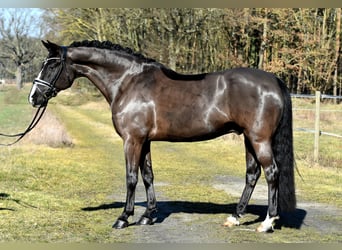 German Riding Pony, Gelding, 9 years, 15.1 hh, Black