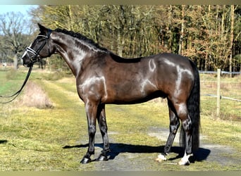 German Riding Pony, Gelding, 9 years, 15.1 hh, Black