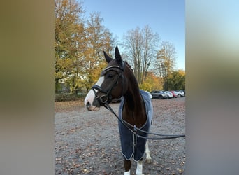German Riding Pony, Gelding, 9 years, 15.1 hh, Chestnut