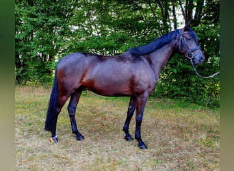 German Riding Pony, Gelding, 9 years, 15 hh, Black