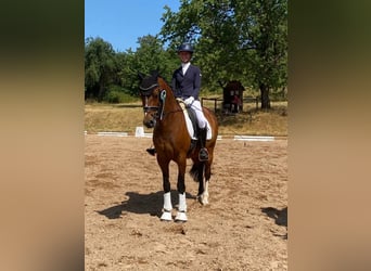 German Riding Pony, Gelding, 9 years, 15 hh, Brown