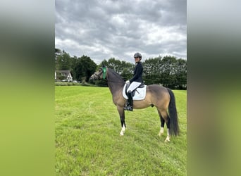 German Riding Pony, Gelding, 9 years, 15 hh, Buckskin