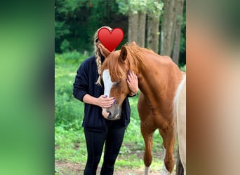 German Riding Pony, Gelding, 9 years, 15 hh, Chestnut-Red