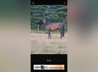 German Riding Pony Mix, Gelding, 9 years, 15,2 hh, Brown