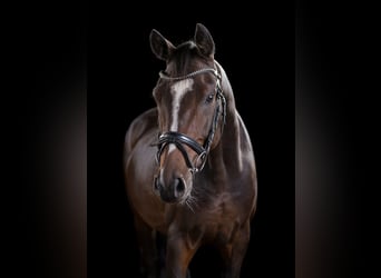German Riding Pony, Gelding, 9 years, Brown