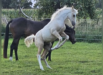 German Riding Pony, Gelding, Foal (05/2025), Palomino