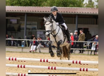 German Riding Pony, Mare, 10 years, 13.1 hh, Grey