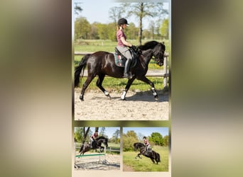German Riding Pony, Mare, 10 years, 13.2 hh, Black