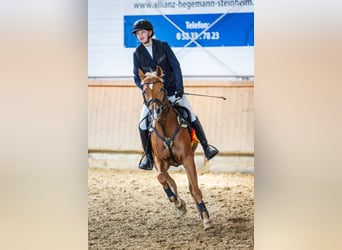 German Riding Pony, Mare, 10 years, 13.2 hh, Chestnut-Red