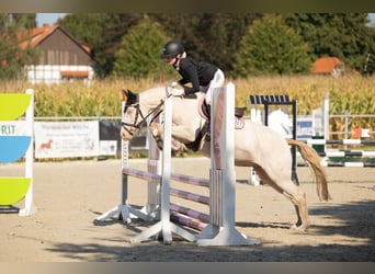 German Riding Pony, Mare, 10 years, 13,2 hh, Cremello