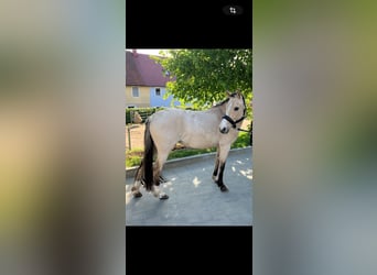 German Riding Pony, Mare, 10 years, 13.2 hh, Dun