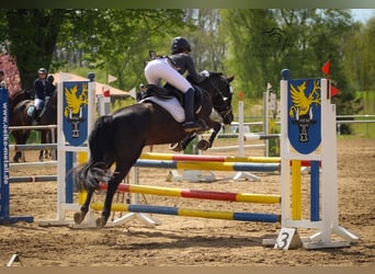 German Riding Pony, Mare, 10 years, 13,3 hh, Black