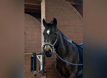 German Riding Pony, Mare, 10 years, 14.1 hh, Bay-Dark