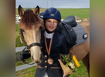 German Riding Pony, Mare, 10 years, 14.1 hh, Buckskin