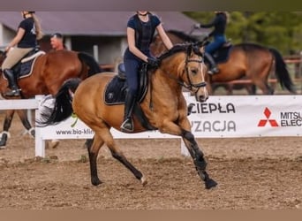 German Riding Pony, Mare, 10 years, 14.1 hh, Buckskin German Riding Pony, Mare, 10 years, 14.1 hh, Buckskin