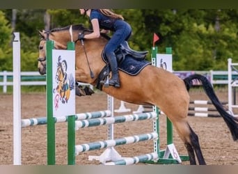 German Riding Pony, Mare, 10 years, 14.1 hh, Buckskin German Riding Pony, Mare, 10 years, 14.1 hh, Buckskin