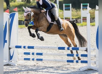 German Riding Pony, Mare, 10 years, 14.1 hh, Buckskin German Riding Pony, Mare, 10 years, 14.1 hh, Buckskin