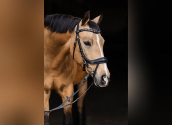 German Riding Pony, Mare, 10 years, 14.1 hh, Buckskin German Riding Pony, Mare, 10 years, 14.1 hh, Buckskin
