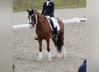 German Riding Pony, Mare, 10 years, 14,1 hh, Chestnut