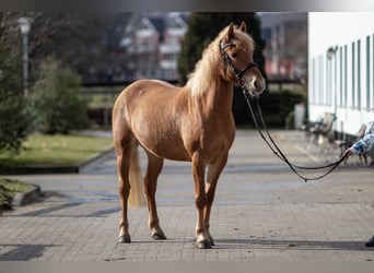 German Riding Pony Mix, Mare, 10 years, 14,1 hh, Chestnut-Red