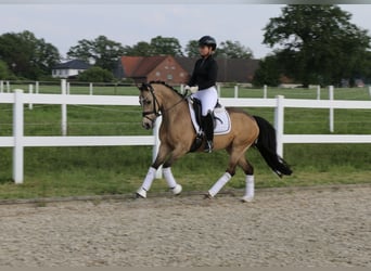 German Riding Pony, Mare, 10 years, 14.1 hh, Dun