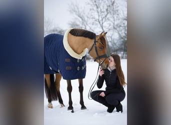 German Riding Pony, Mare, 10 years, 14.1 hh, Dun