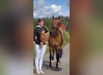 German Riding Pony, Mare, 10 years, 14.1 hh, Dun