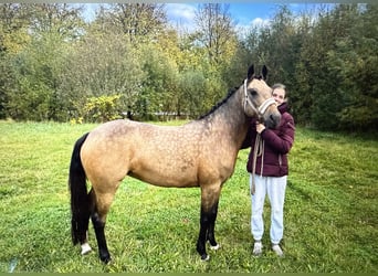 German Riding Pony, Mare, 10 years, 14,1 hh, Dun