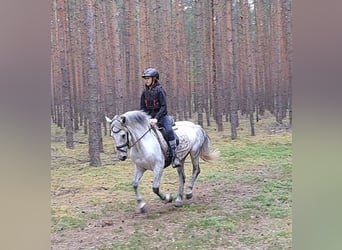 German Riding Pony Mix, Mare, 10 years, 14.1 hh, Gray-Dapple