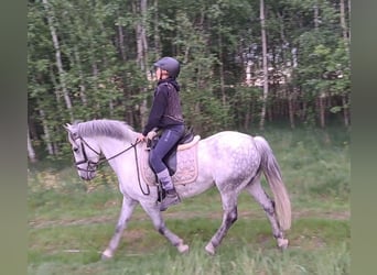 German Riding Pony Mix, Mare, 10 years, 14.1 hh, Gray-Dapple