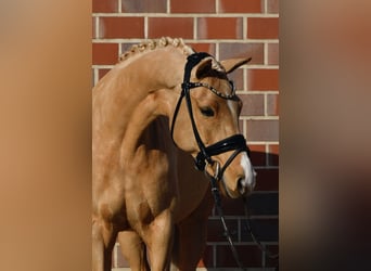 German Riding Pony, Mare, 10 years, 14.1 hh, Palomino