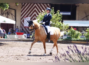 German Riding Pony, Mare, 10 years, 14.1 hh, Palomino
