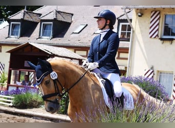 German Riding Pony, Mare, 10 years, 14.1 hh, Palomino
