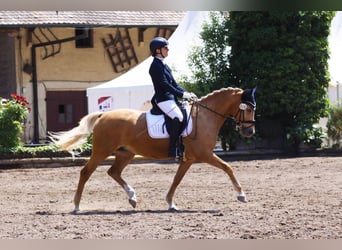 German Riding Pony, Mare, 10 years, 14.1 hh, Palomino