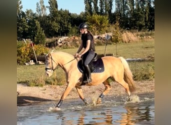 German Riding Pony, Mare, 10 years, 14.1 hh, Palomino