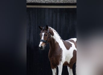 German Riding Pony, Mare, 10 years, 14.1 hh, Pinto