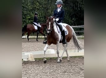 German Riding Pony, Mare, 10 years, 14.1 hh, Pinto