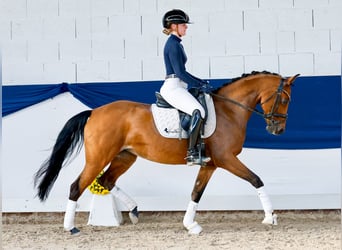 German Riding Pony, Mare, 10 years, 14.2 hh, Brown