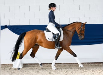 German Riding Pony, Mare, 10 years, 14.2 hh, Brown