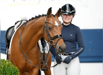 German Riding Pony, Mare, 10 years, 14.2 hh, Brown