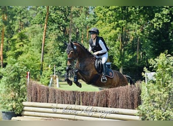 German Riding Pony, Mare, 10 years, 14.2 hh, Brown