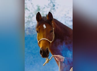 German Riding Pony, Mare, 10 years, 14.2 hh, Brown
