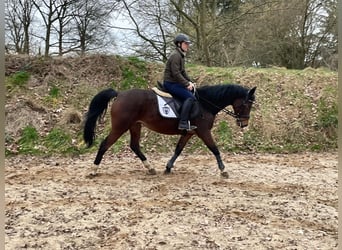 German Riding Pony, Mare, 10 years, 14.2 hh, Brown