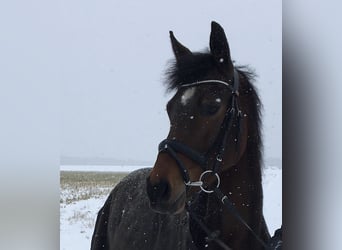 German Riding Pony, Mare, 10 years, 14.2 hh, Brown