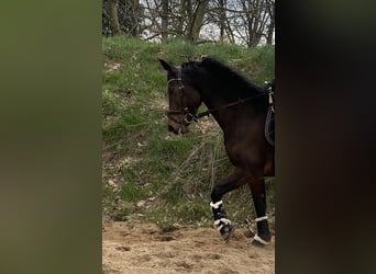 German Riding Pony, Mare, 10 years, 14.2 hh, Brown