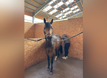 German Riding Pony, Mare, 10 years, 14,2 hh, Brown