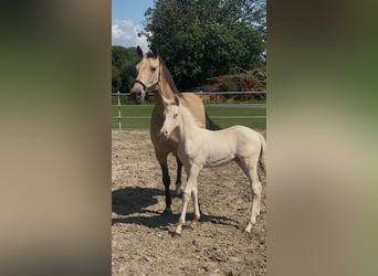German Riding Pony, Mare, 10 years, 14.2 hh, Buckskin