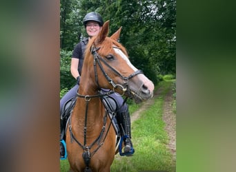 German Riding Pony, Mare, 10 years, 14.2 hh, Chestnut-Red