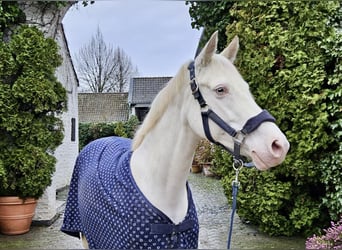 German Riding Pony, Mare, 10 years, 14.2 hh, Cremello