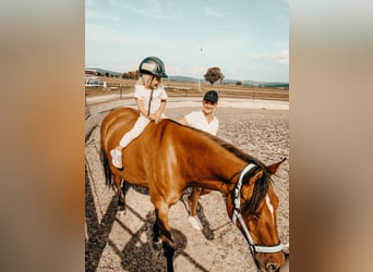 German Riding Pony, Mare, 10 years, 14.2 hh, Dun